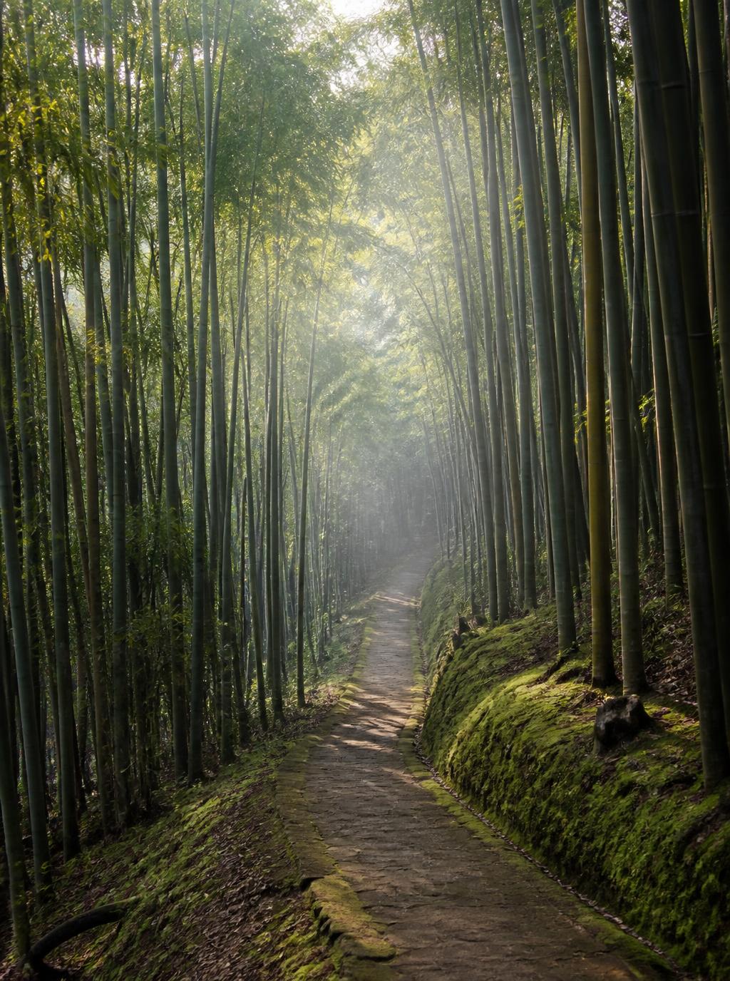 Lush bamboo forest path in soft morning mist